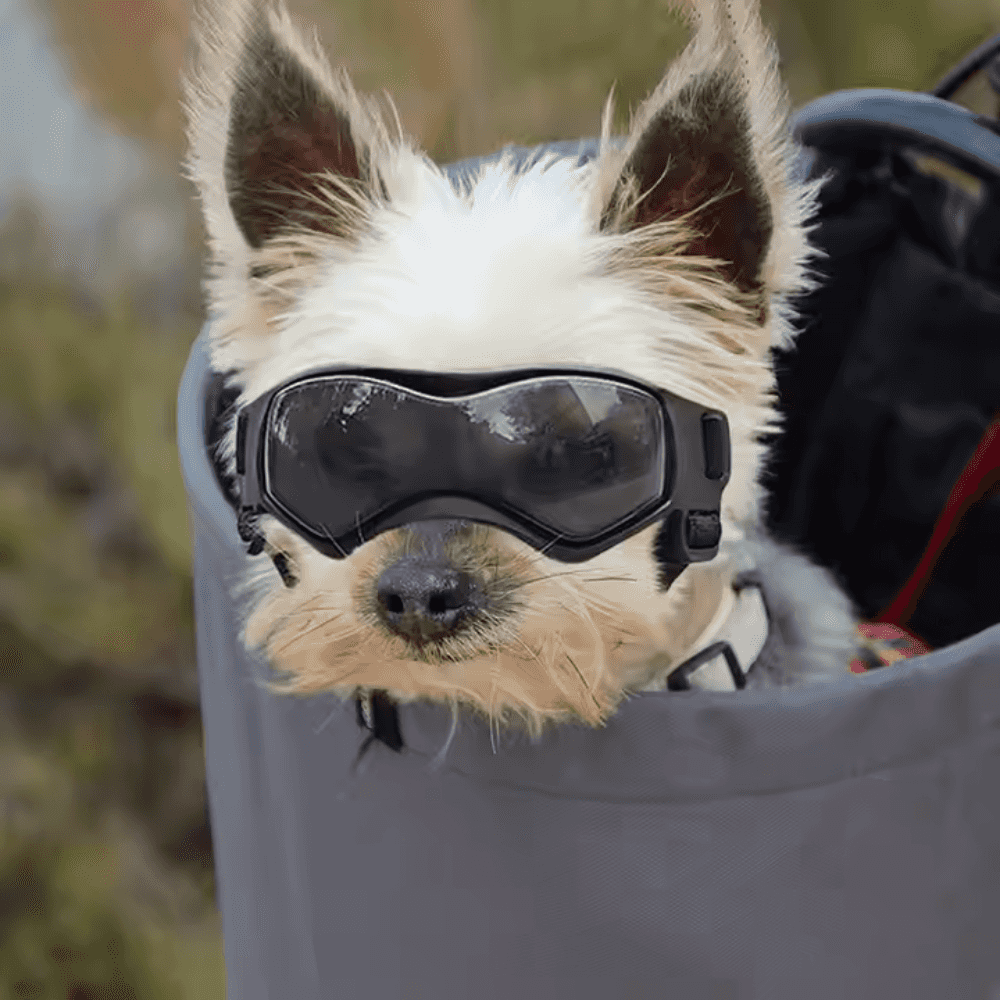 UV-Schutzbrille für Haustiere
