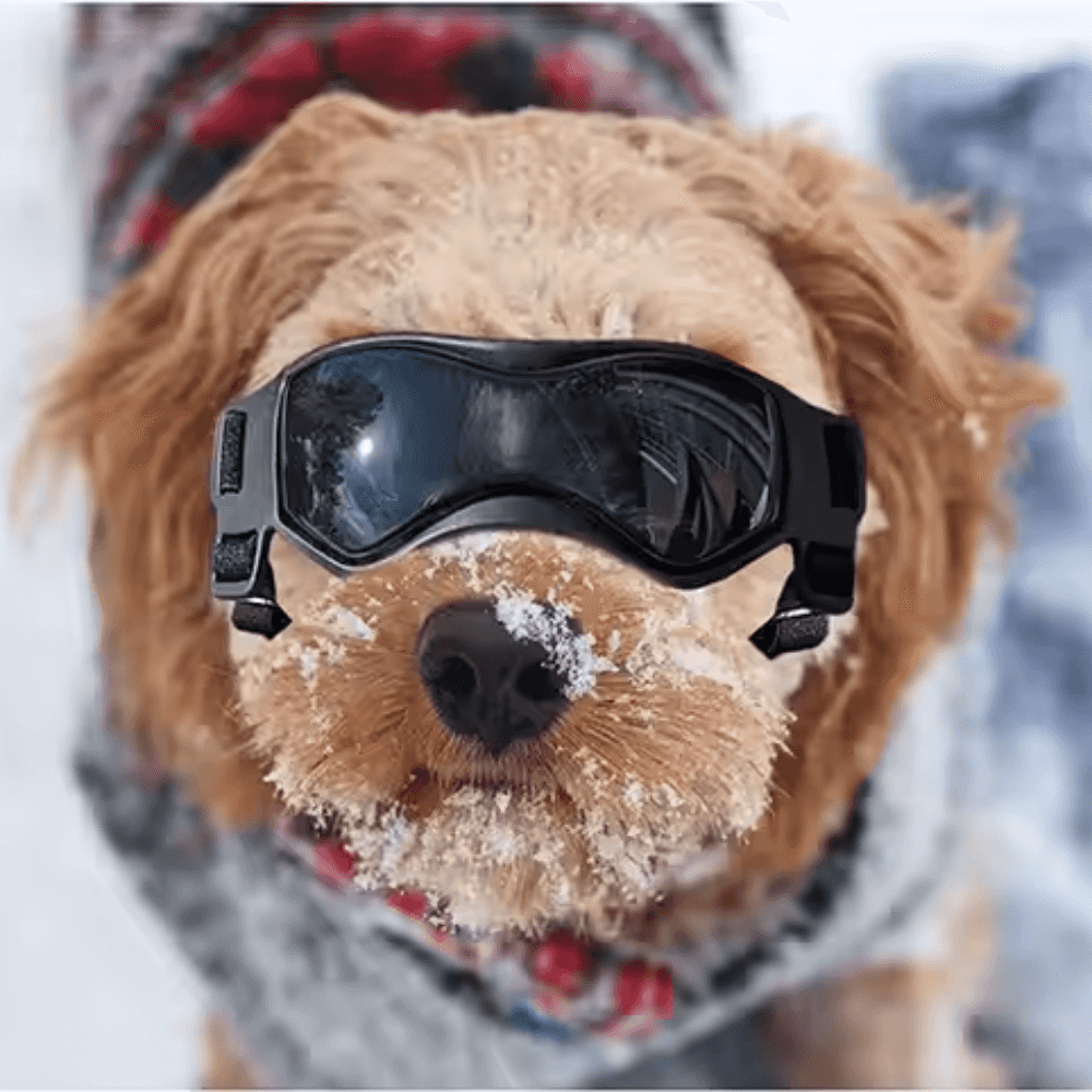 UV-Schutzbrille für Haustiere