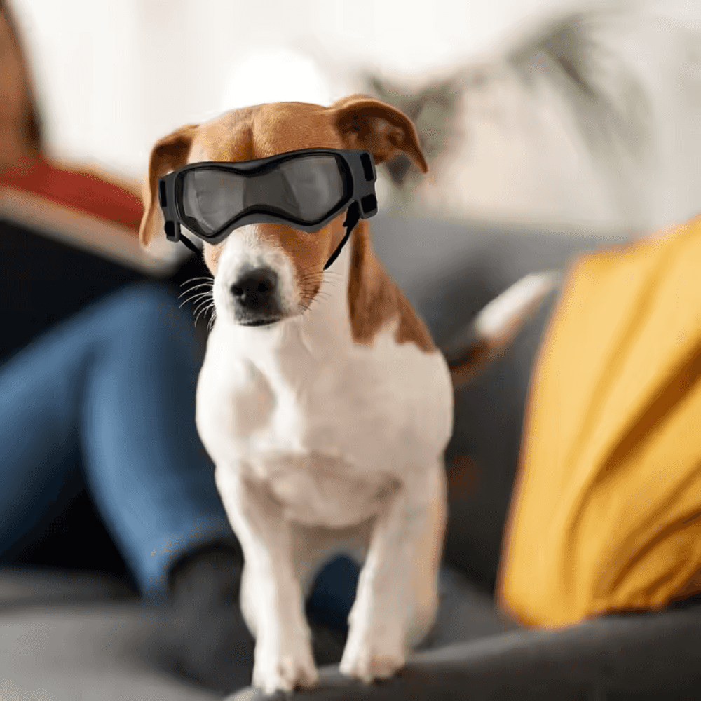 UV-Schutzbrille für Haustiere