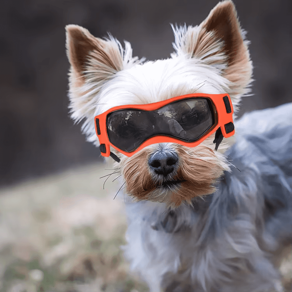 UV-Schutzbrille für Haustiere