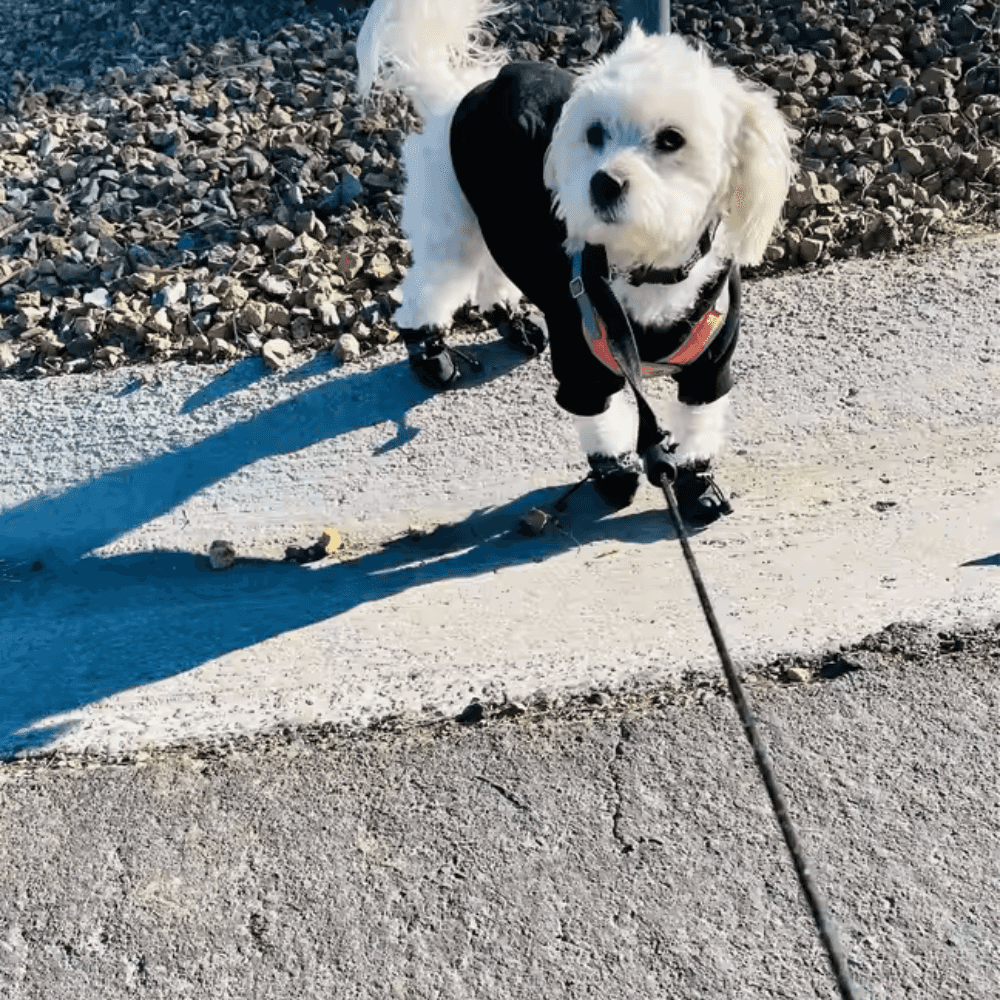 Calcetines y botines para mascotas
