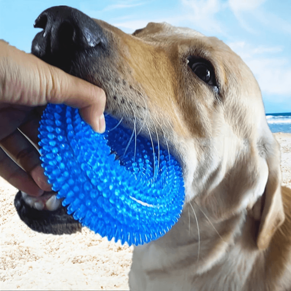 Dog playing with blue interactive chew toy made of TPR material, ideal for dental health and active training on the beach.
