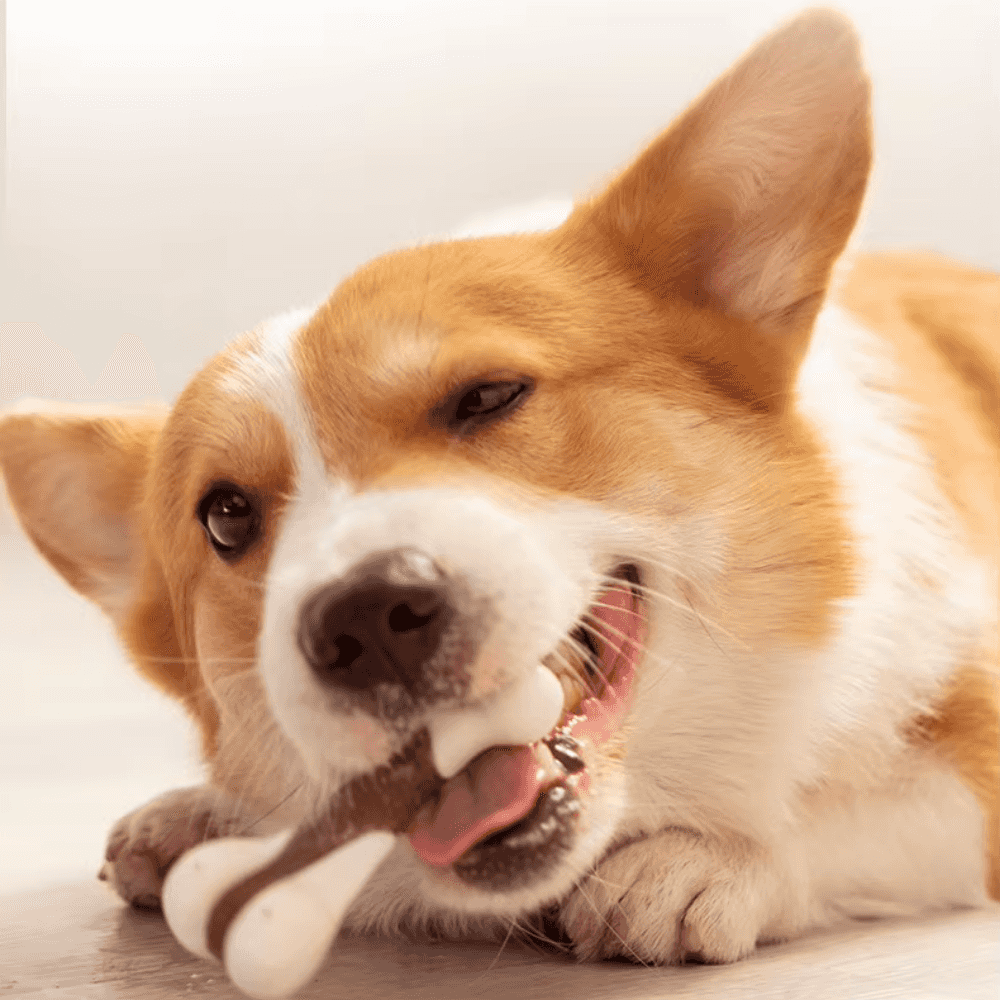 Juguete masticable para perros con forma de anillo de piel de vaca