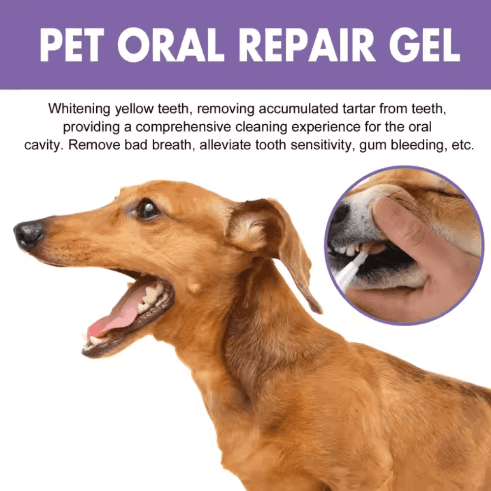 Dog Teeth Whitening Gel used on a small dog to remove tartar, whiten teeth, and reduce gum sensitivity and bad breath.