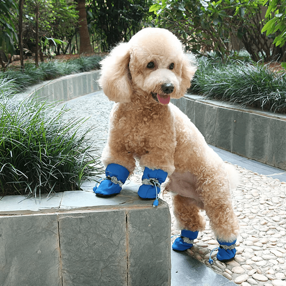 Calcetines y botines para mascotas