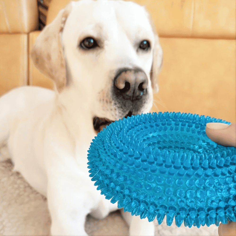 Dog looking at blue interactive chew toy, designed for playful training and promoting oral hygiene with durable TPR material.