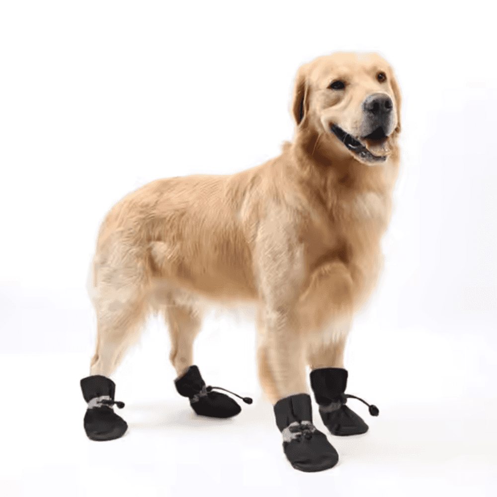 Calcetines y botines para mascotas