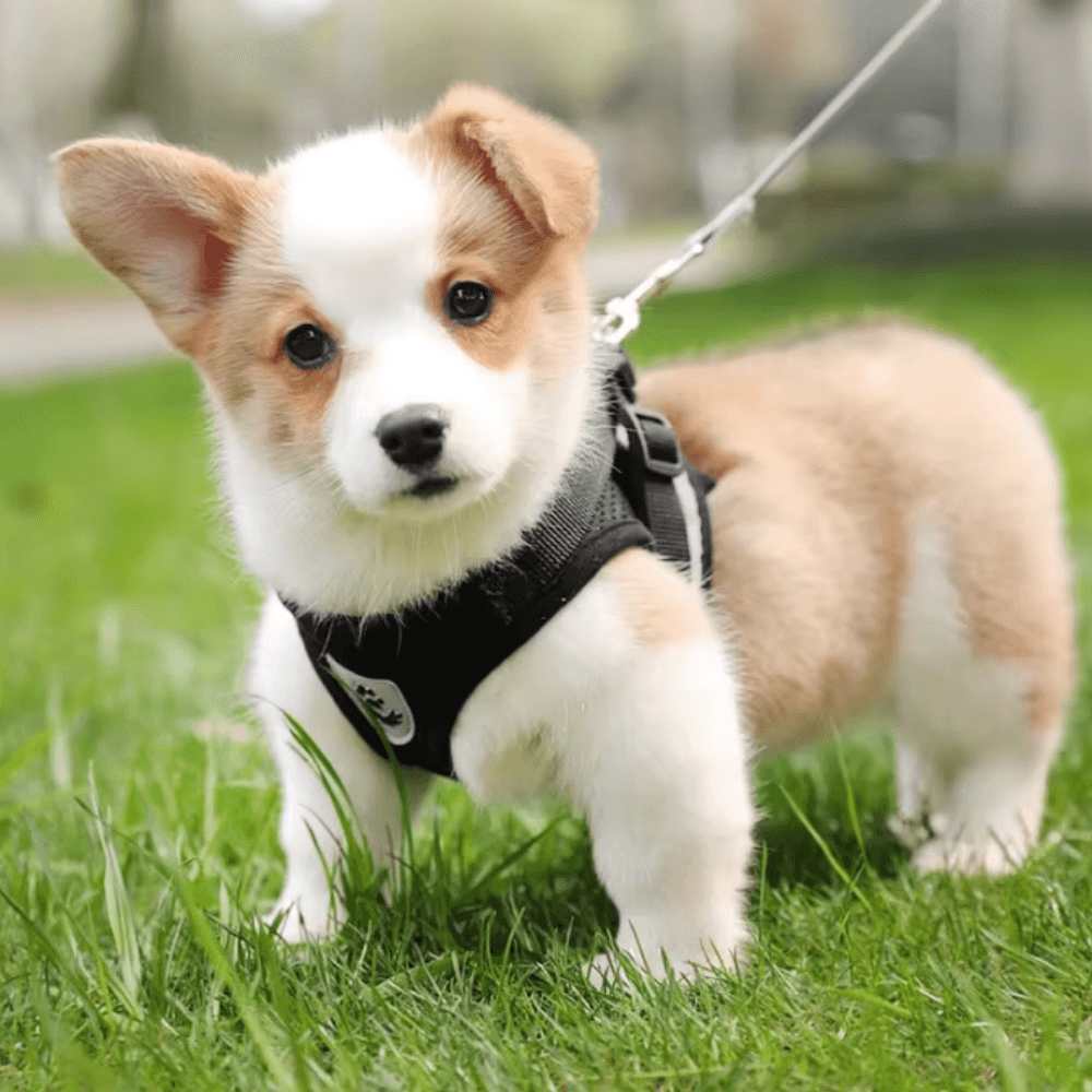 Arnés antiescape para pasear perros y gatos