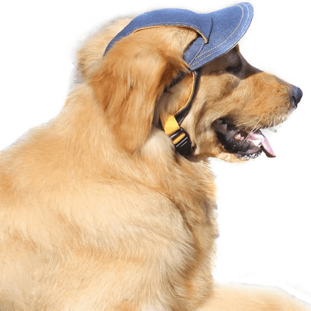 Golden retriever wearing the Denim Dog Cap - Durable Dog Hat for All Seasons, showcasing sun protection and secure fit.