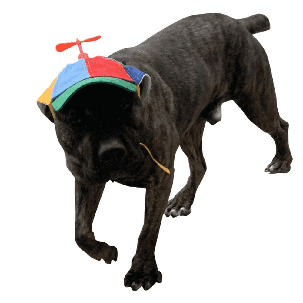 Black dog wearing a colorful Funny Dog Propeller Hat with red spinner, adding charm and sun coverage to outdoor pet wear.