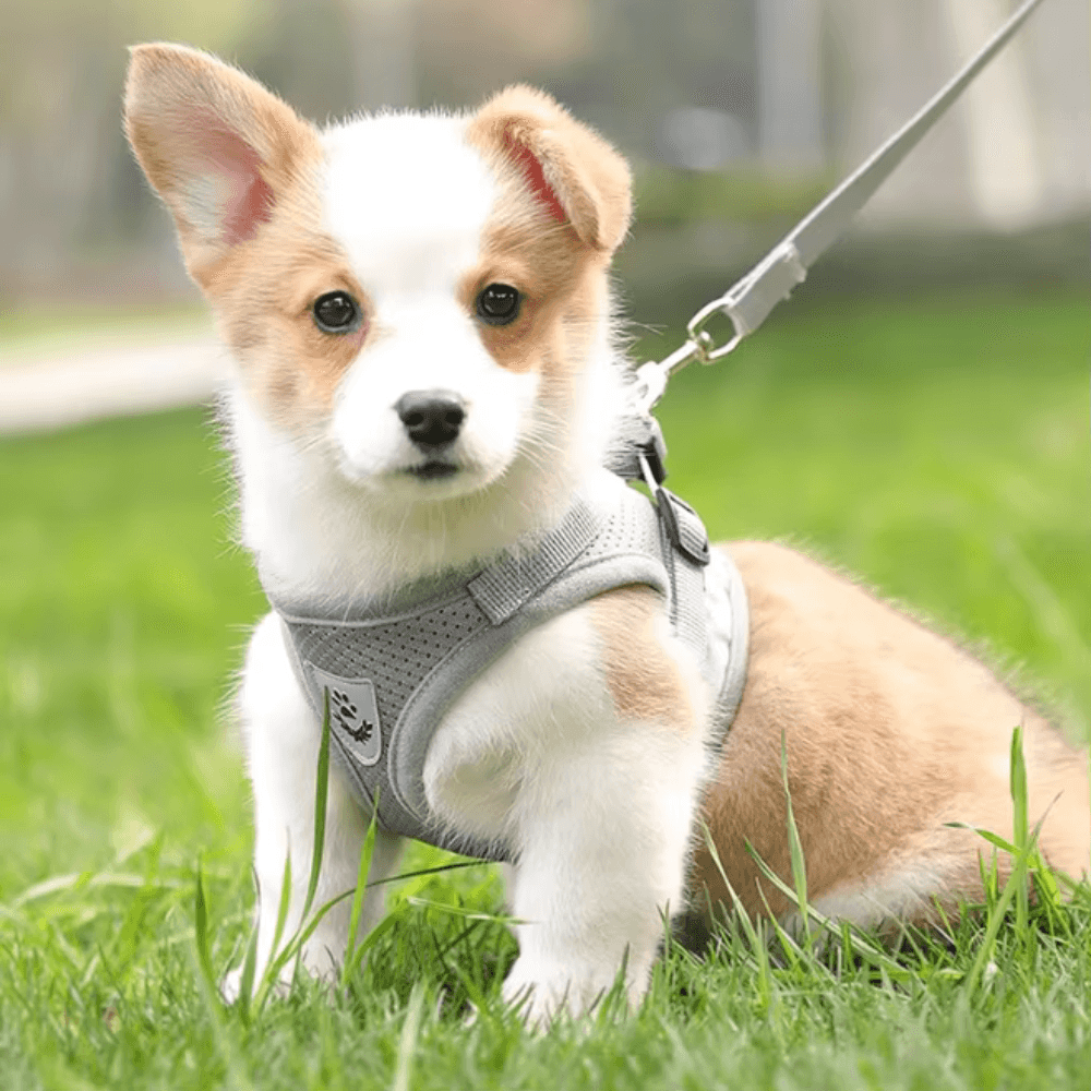 Arnés antiescape para pasear perros y gatos