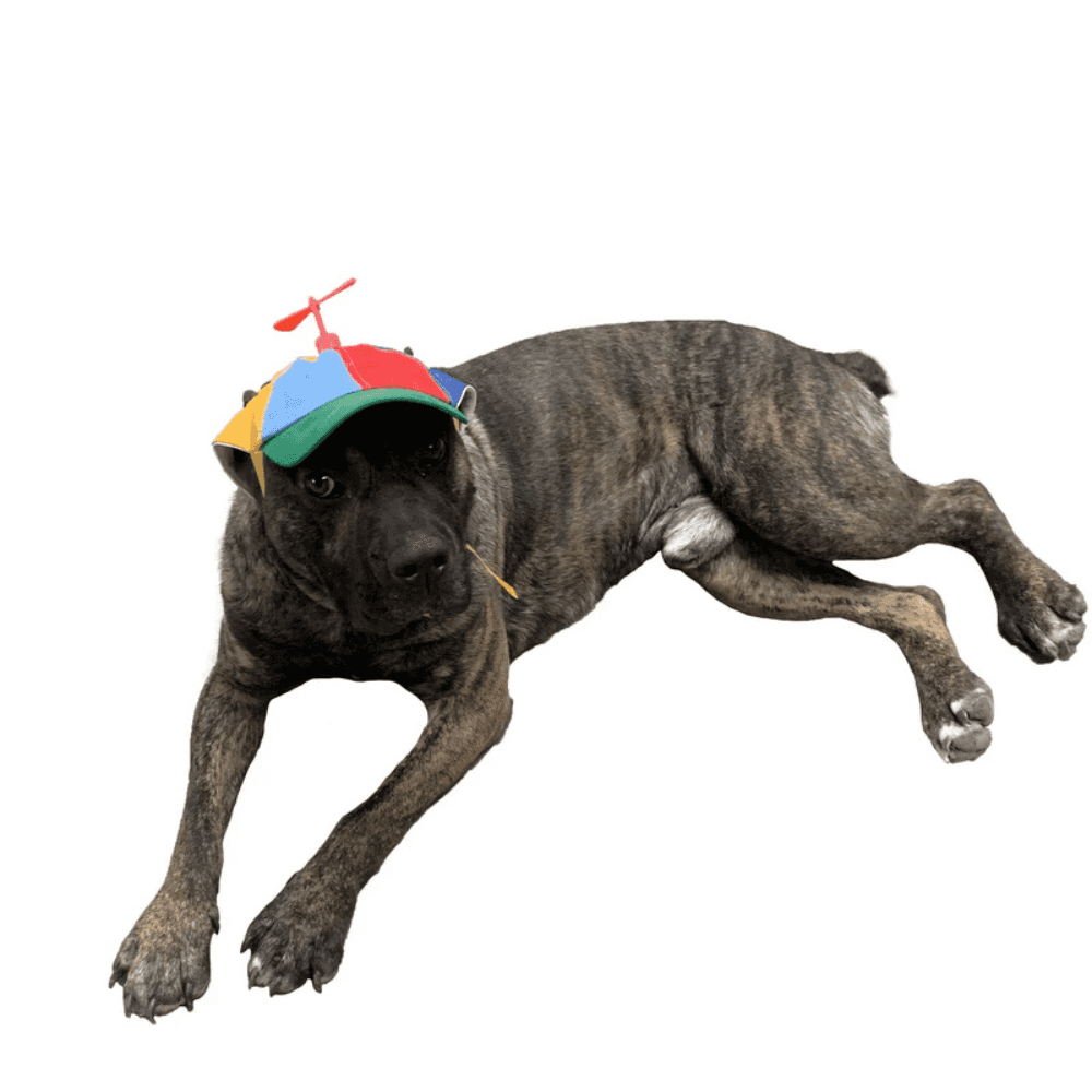 Dog lounging in a multicolor Dog Hat Propeller with red spinning top, combining comfort, sun protection, and playful pet fashion.