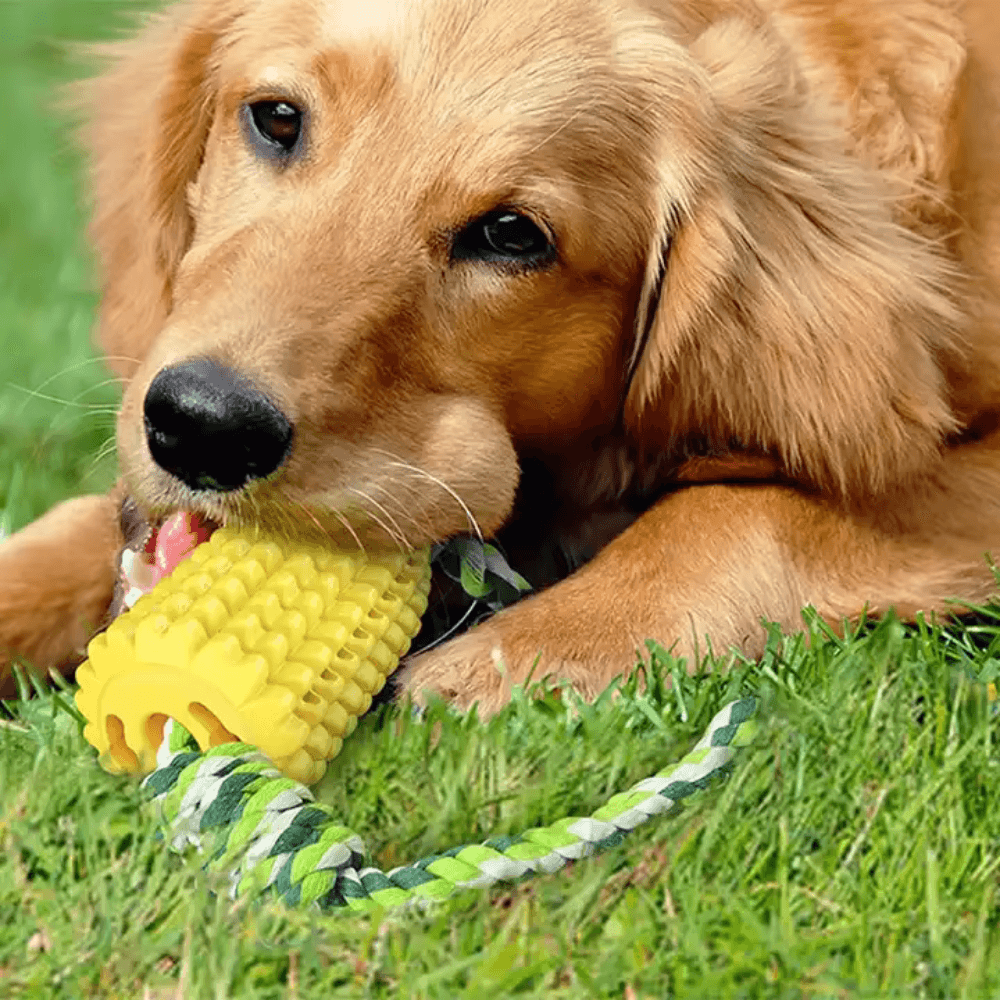 Corn Chew Toy for Medium & Large Dogs