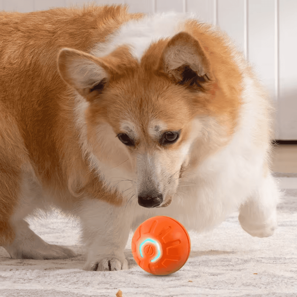 Pelota inteligente que rebota para mascotas