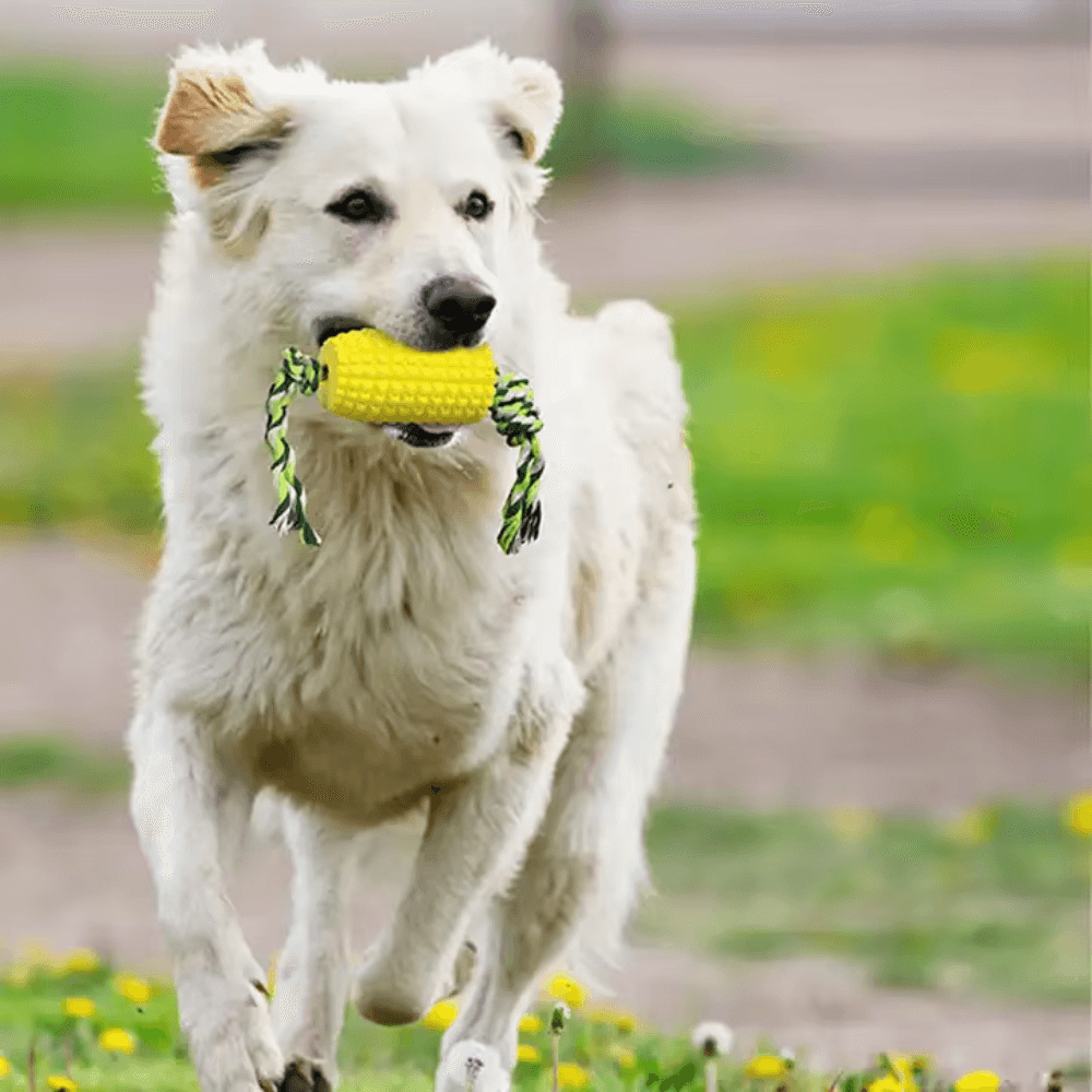 Corn Chew Toy for Medium & Large Dogs