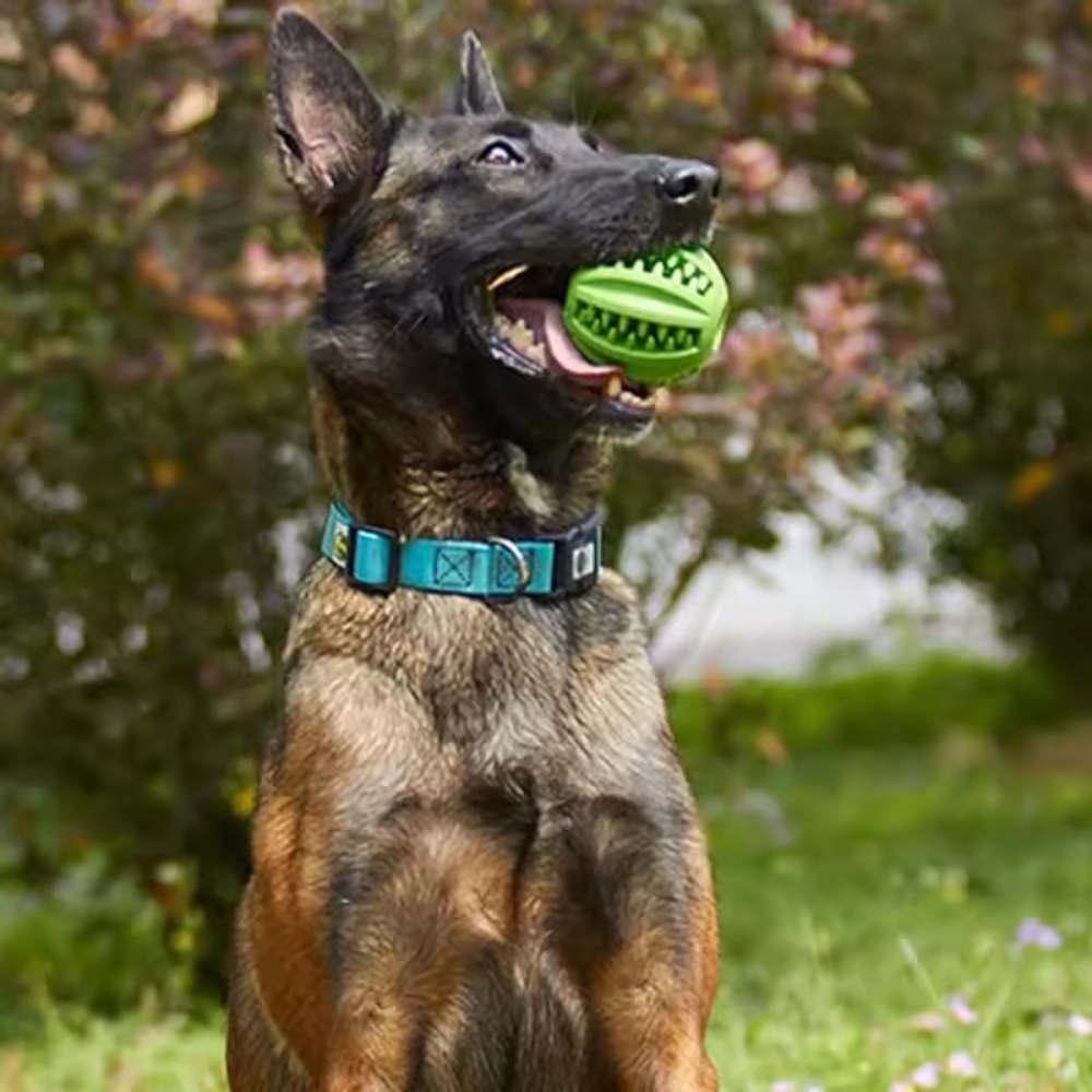 Rubber Dog Chew Ball