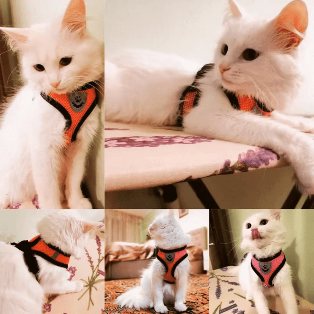 Arnés antiescape para pasear perros y gatos