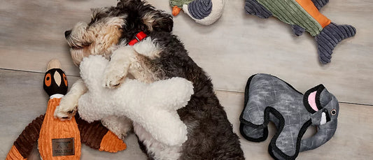 How to Choose Safe and Suitable Toys for Your Dog