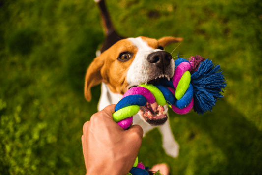 How to Reduce Anxiety and Encourage Playtime for Your Dog