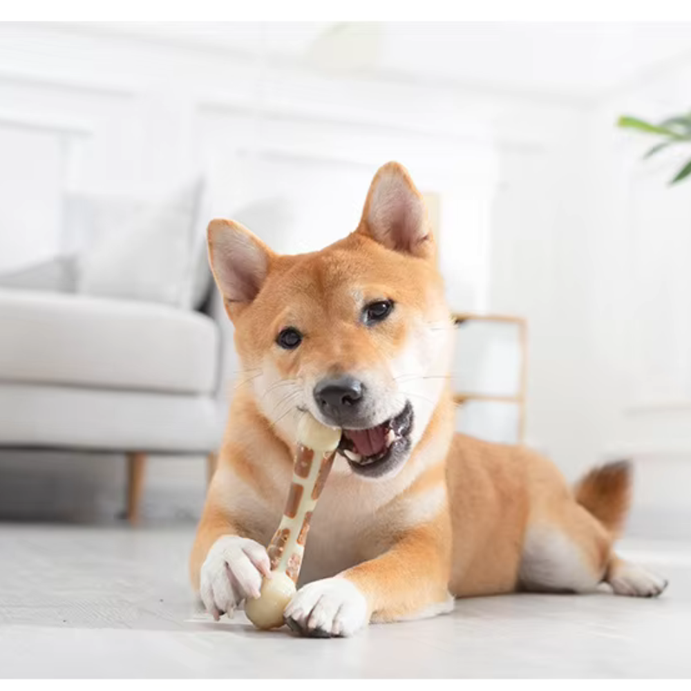 Why You Should Invest in Dog Dental Health Products