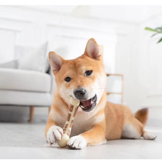 Why You Should Invest in Dog Dental Health Products