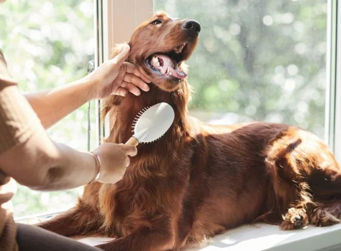 Why Brushing Your Dog’s Coat Weekly Is So Important