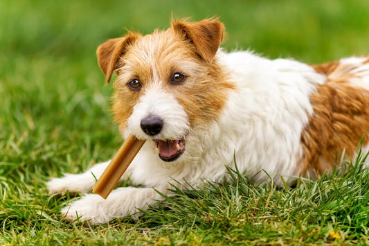 Why You Should Invest in Dog Dental Health Products