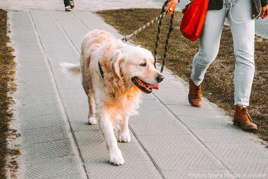 How to Walk Your Dog the Right Way—It’s Not That Simple
