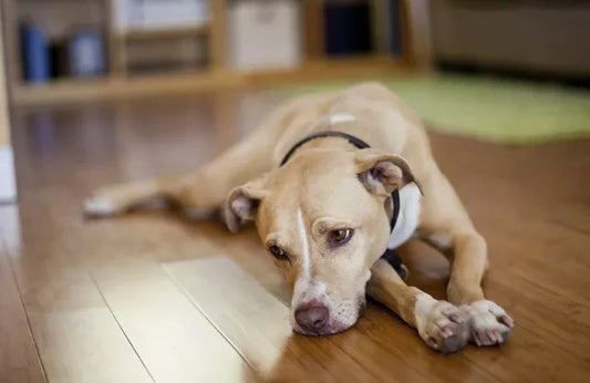 7 Signs Your Dog Is Stressed and How to Help