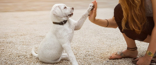 Potty Training Tips for Your New Puppy