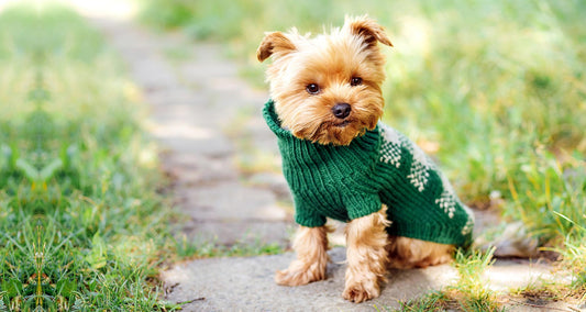 Should Dogs Wear Clothes? Benefits and Tips You Should Know
