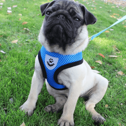 Fluchtsicheres Hunde- und Katzengeschirr
