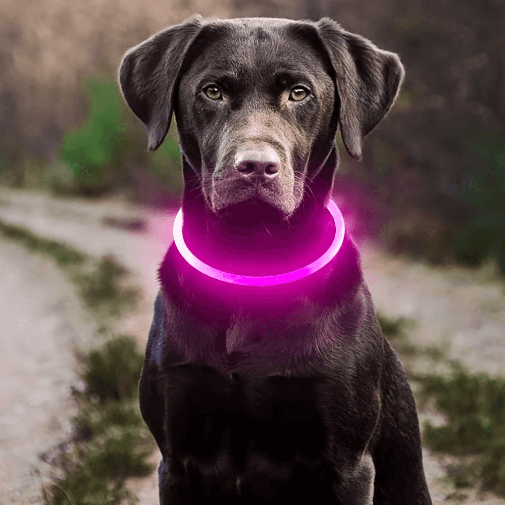 LED Light-Up Dog Collar