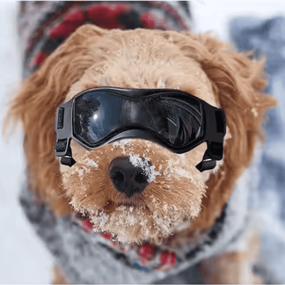 Gafas UV para mascotas