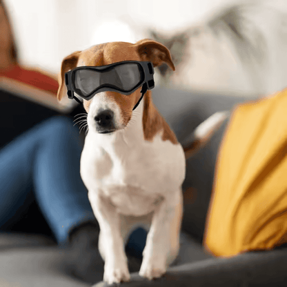 Gafas UV para mascotas