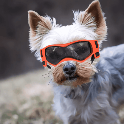 Gafas UV para mascotas