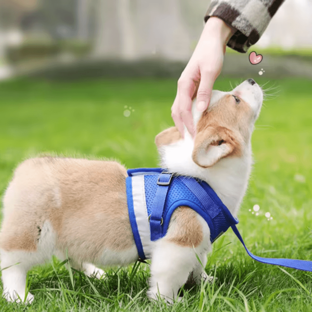 Fluchtsicheres Hunde- und Katzengeschirr