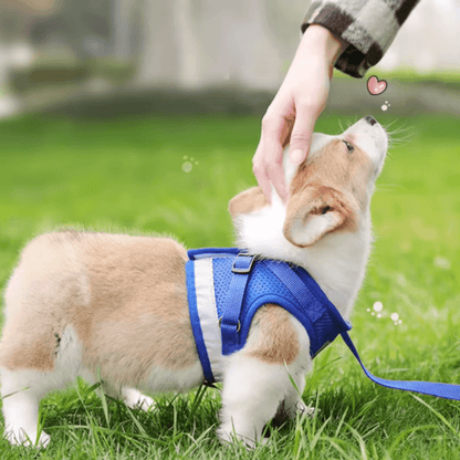 Fluchtsicheres Hunde- und Katzengeschirr