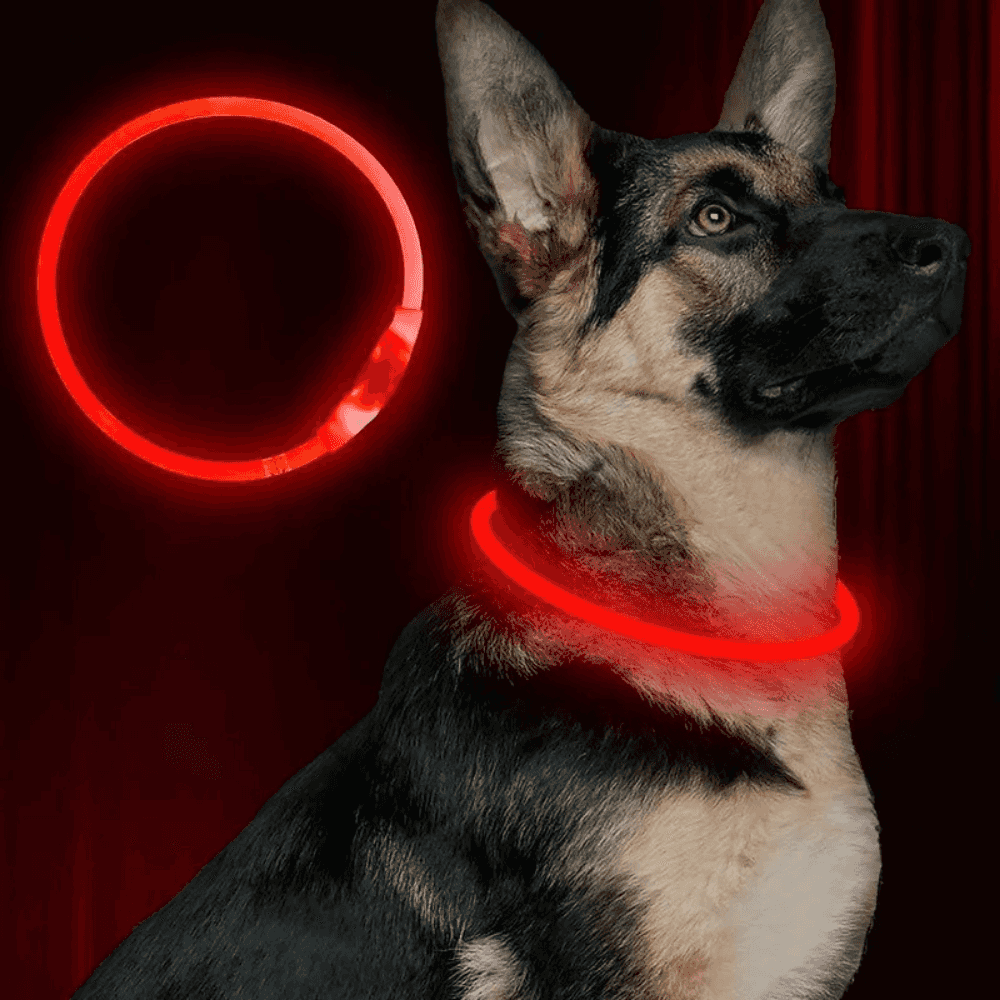 LED Light-Up Dog Collar