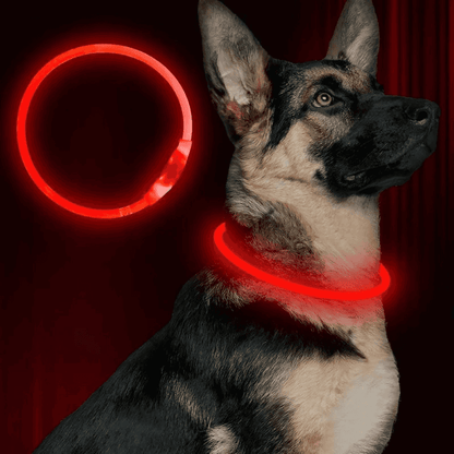 LED Light-Up Dog Collar