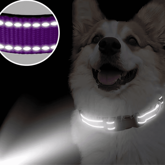 Reflektierendes gepolstertes Hundehalsband