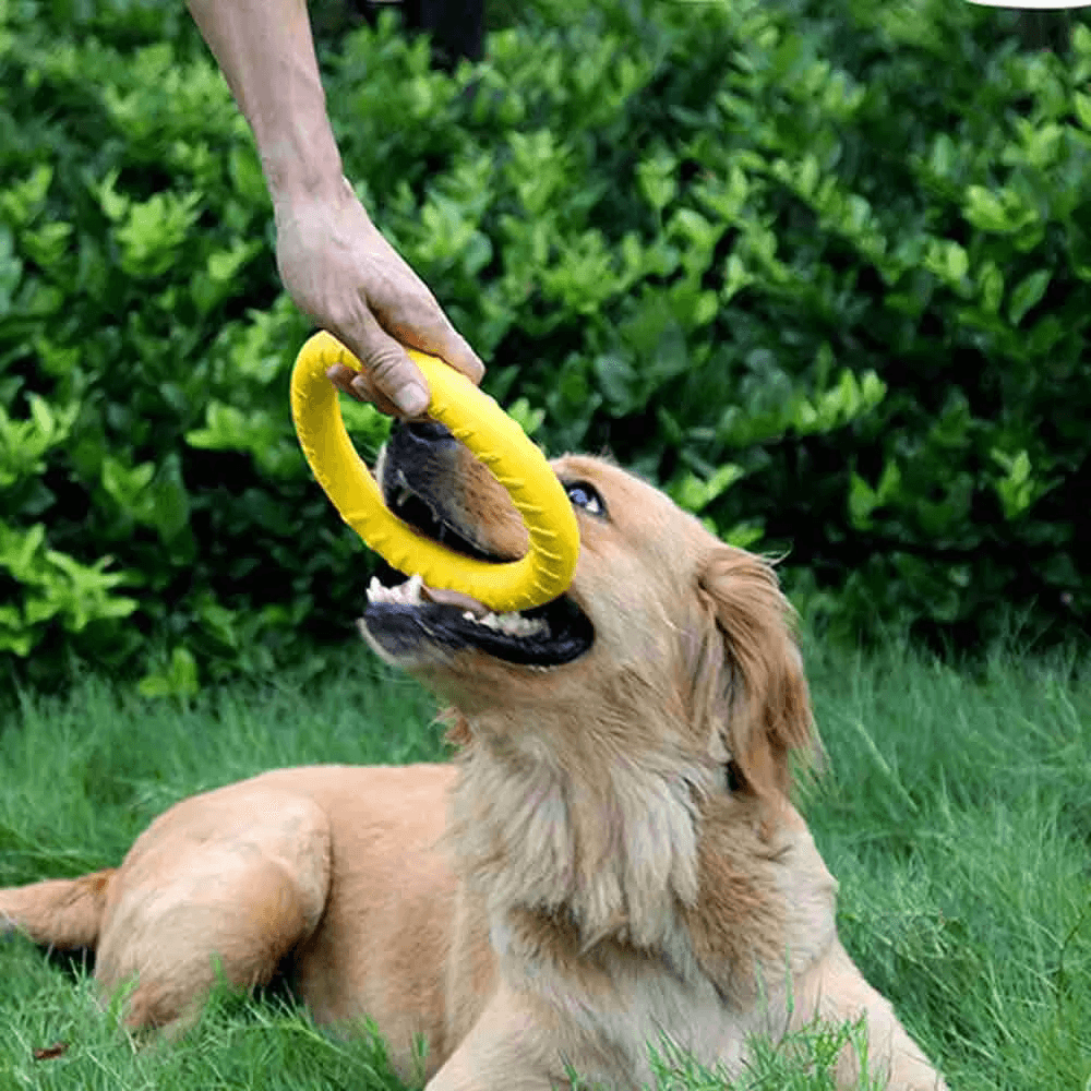 Langlebige schwimmende Hunde-Frisbee
