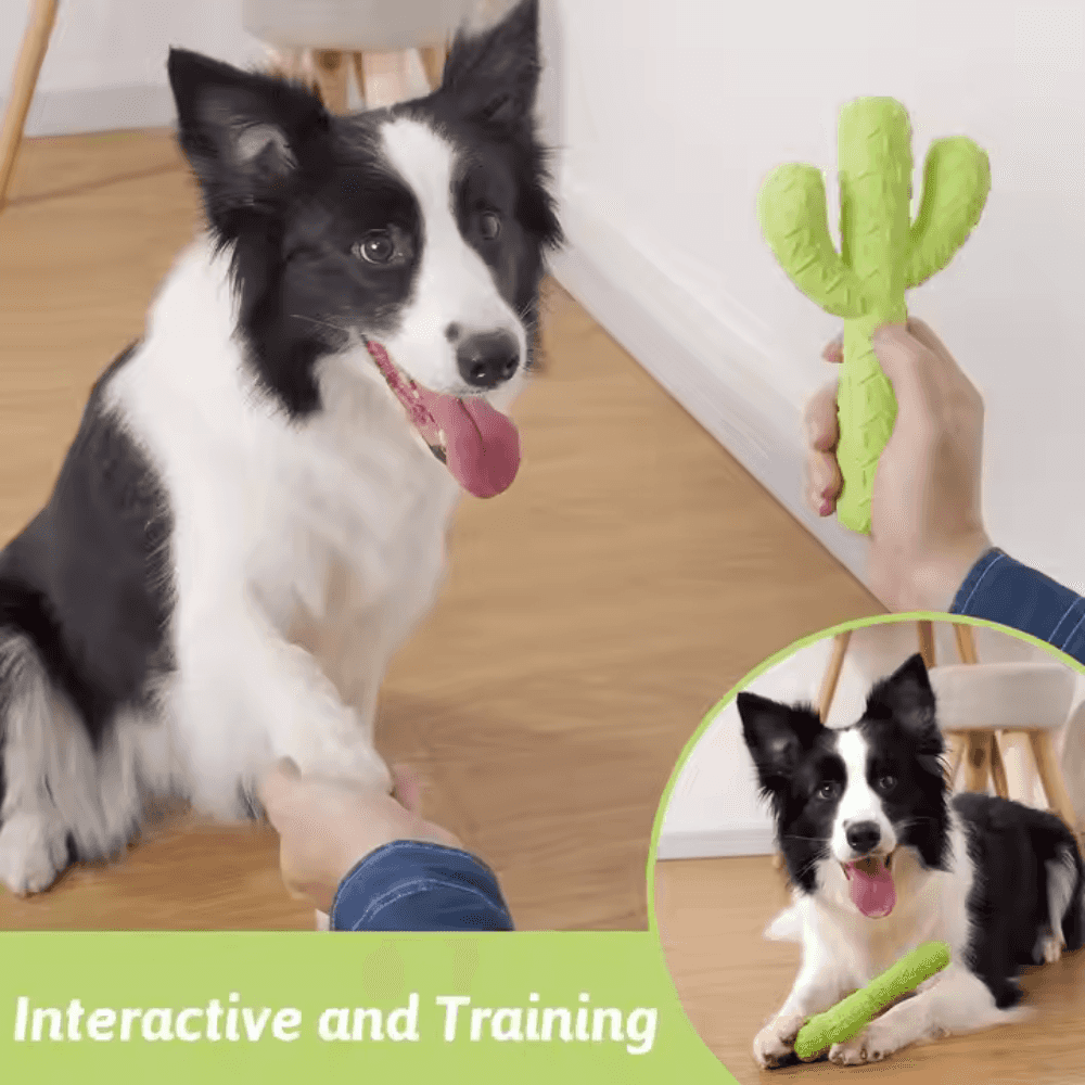 Dog playing with Cactus Dog Chew Toy during training session. Ideal for interactive play and teething protection in pets.