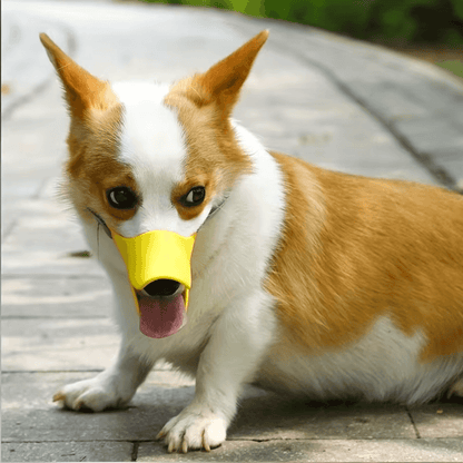Dogs Anti Bite Stop yellow muzzle on a Corgi sitting on a path. Designed to prevent biting while allowing easy breathing and panting.