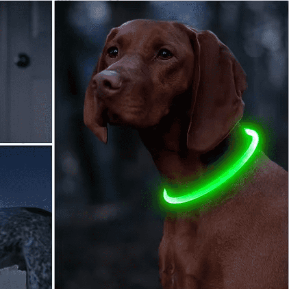 LED Light-Up Dog Collar
