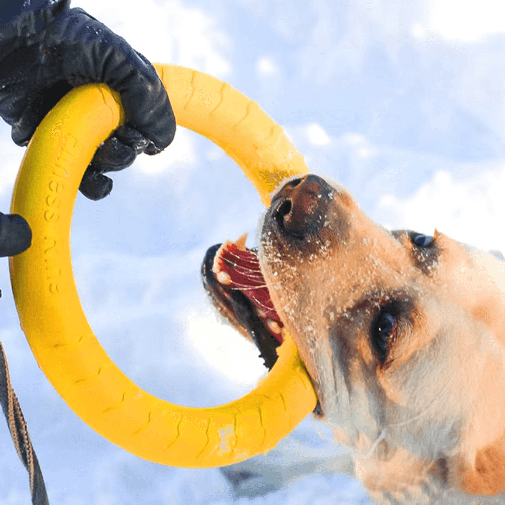 Langlebige schwimmende Hunde-Frisbee