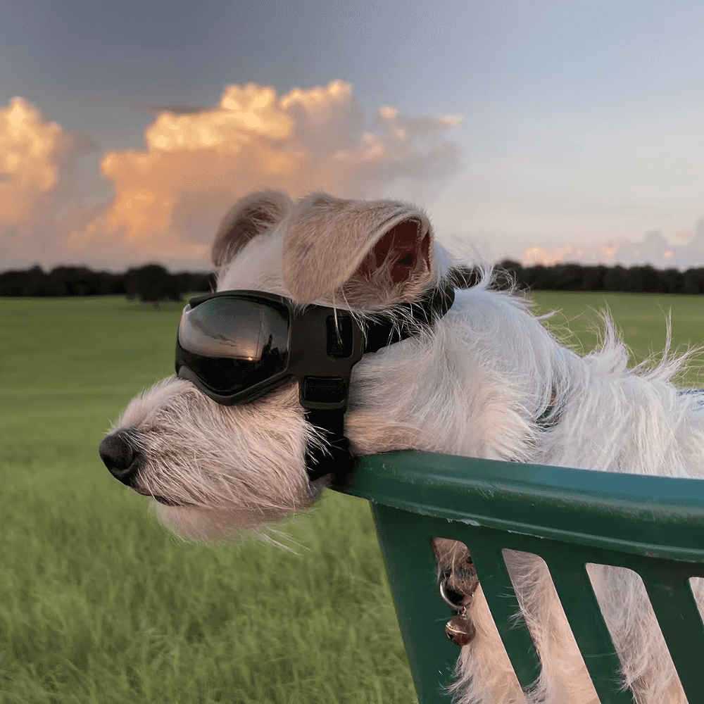 Gafas UV para mascotas