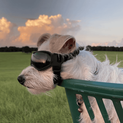 Gafas UV para mascotas