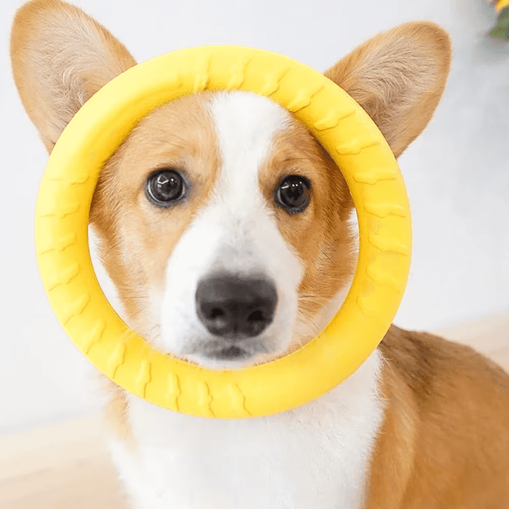 Langlebige schwimmende Hunde-Frisbee