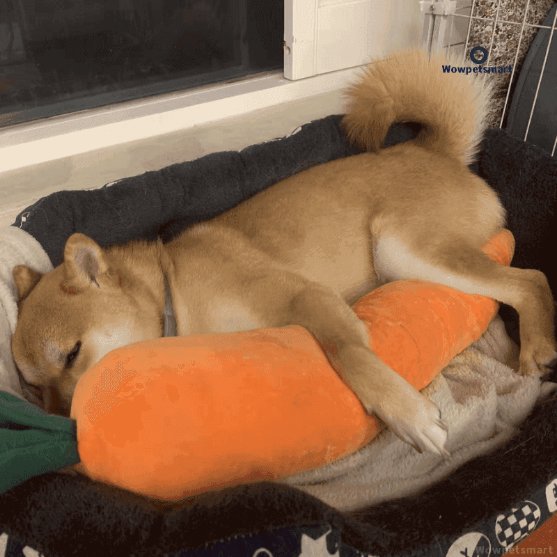 Durable Plush Carrot Dog Toy – Crinkle & Multi-Squeaks Calming Toy for All Breed Sizes